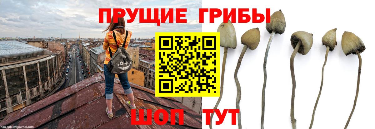 Псилоцибиновые грибы прущие грибы Тара